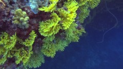 Ceran corail 8.jpg