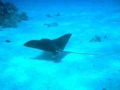 manta-ray-2184569_1920.jpg