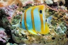 butterflyfish-460423_1920.jpg