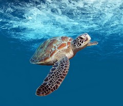 turtle-4032570_1920.jpg